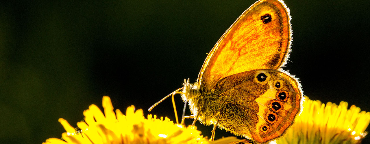 Elba-Toskana-Italien-Schmetterling endemisch auf der Insel