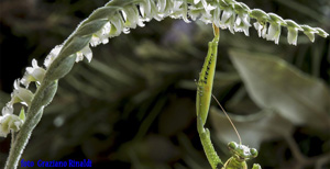 Foto von:  Herbst-Orchideen auf Elba