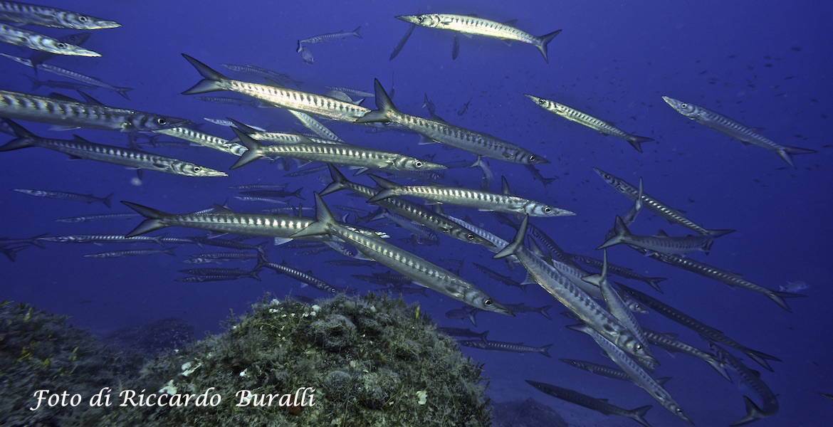 Fische Insel Elba