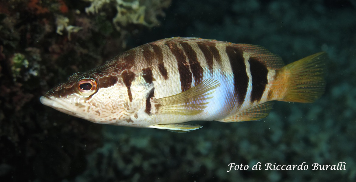 Fische Insel Elba