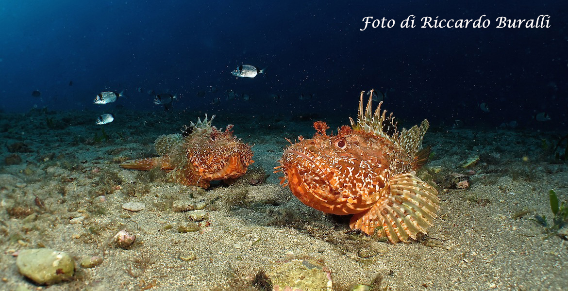 Wunderbaren Meeresgründe auf der Insel Elba