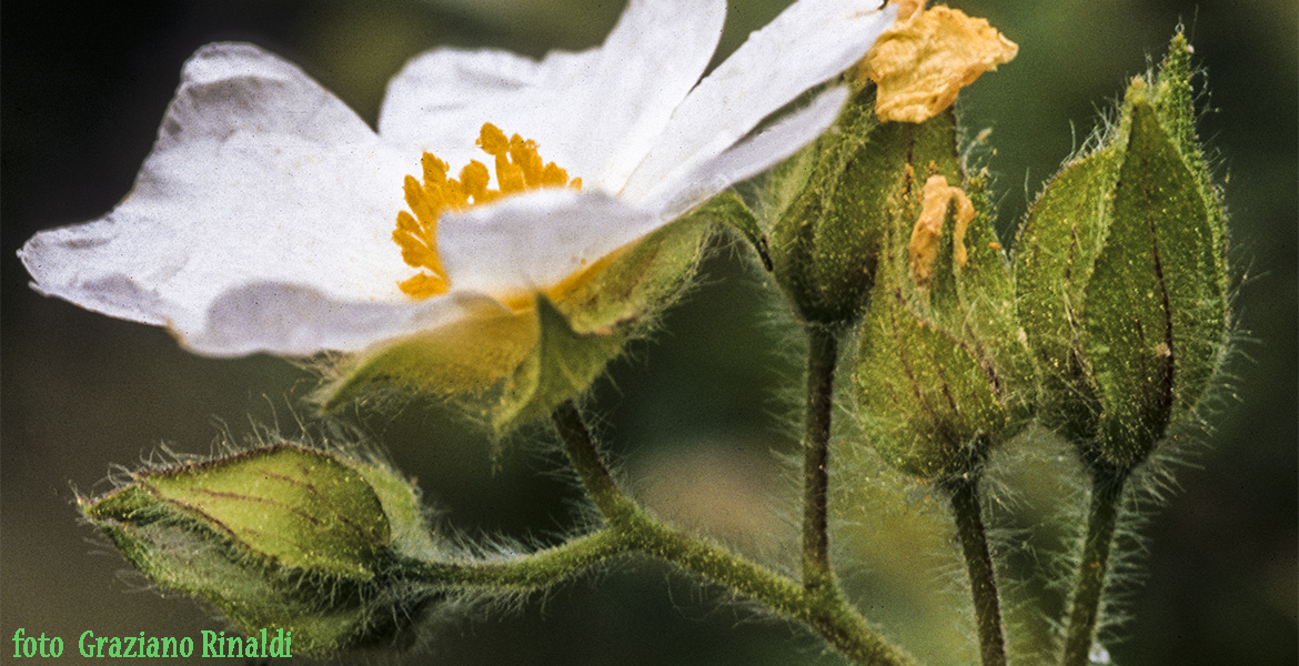 wilden Blumen von der Insel Elba