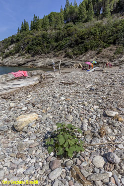 Strand von Buzzancone auf Insel Elba