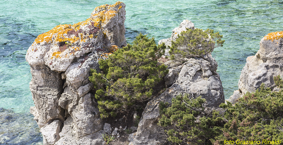 Toskana Pinaosa Island National Park des Toskanischen - transparente Meer von Pianosa