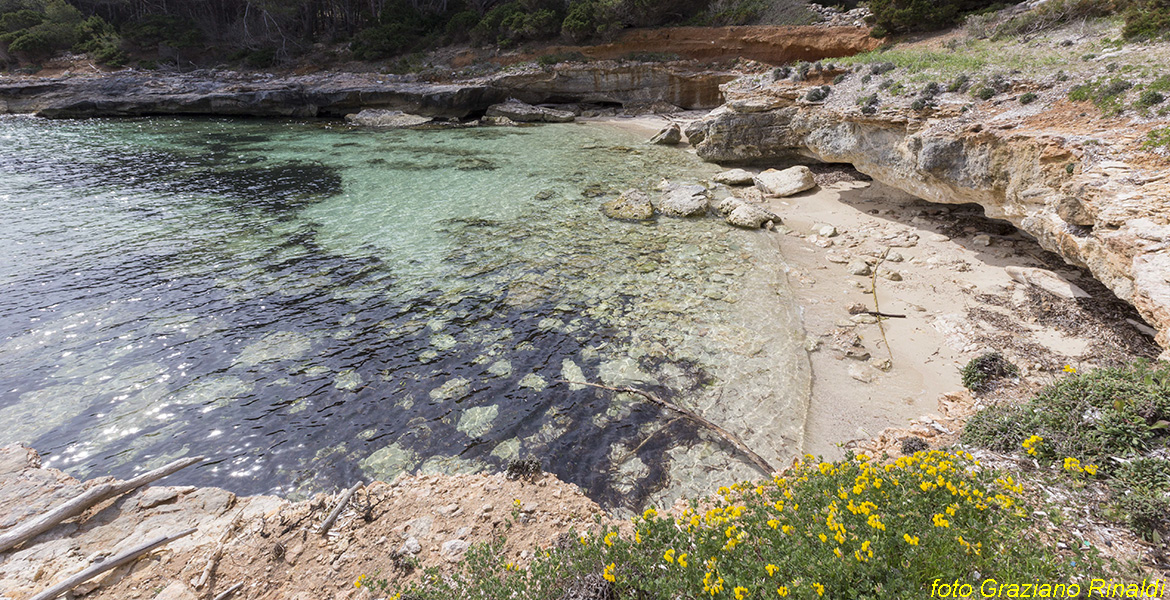 Toskana Pinaosa Island National Park des Toskanischen - kleinen Strand in der Nähe des Dorfes mit blühenden gelben Klee