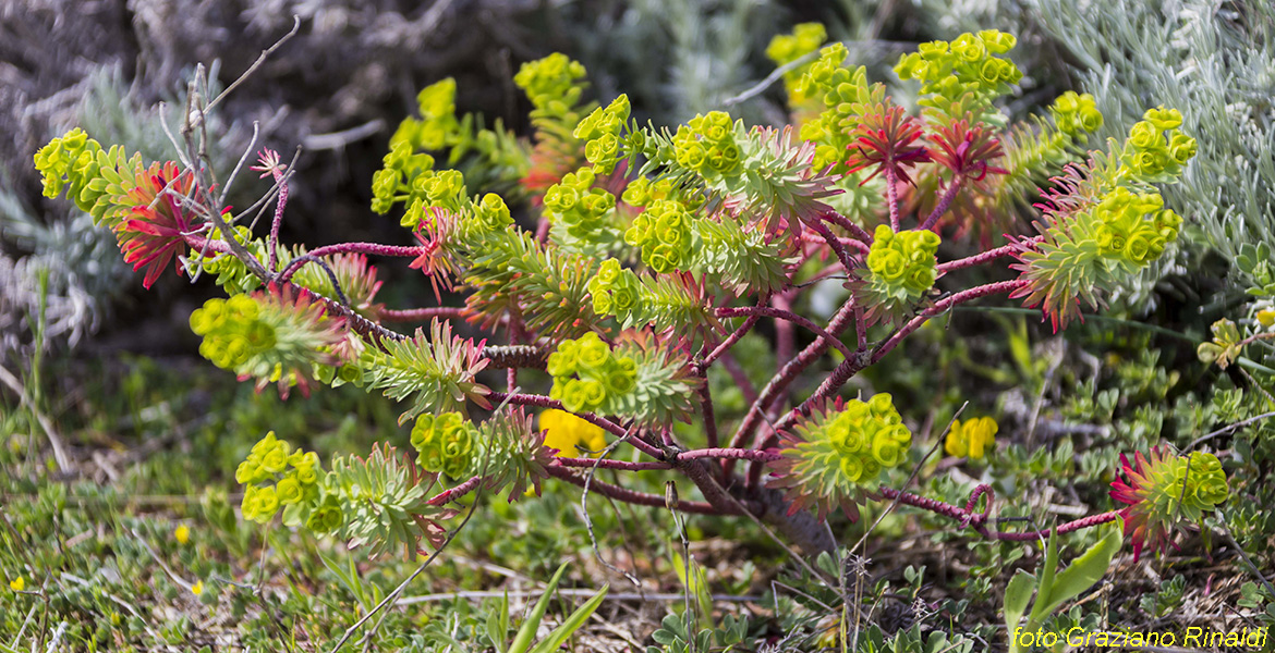 Toskana Pinaosa Island National Park des Toskanischen - dwarf spurge einheimische Flora der Insel