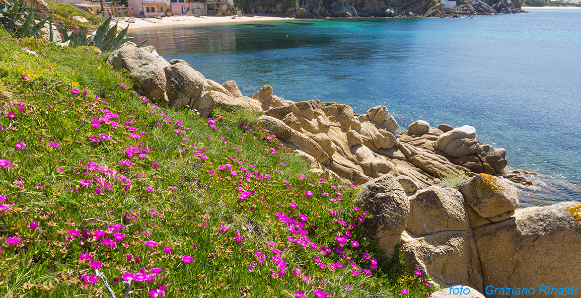 Toskana - Insel Elba - Strand Forno - Blüten mesembrantemi auf den Klippen aus Granit