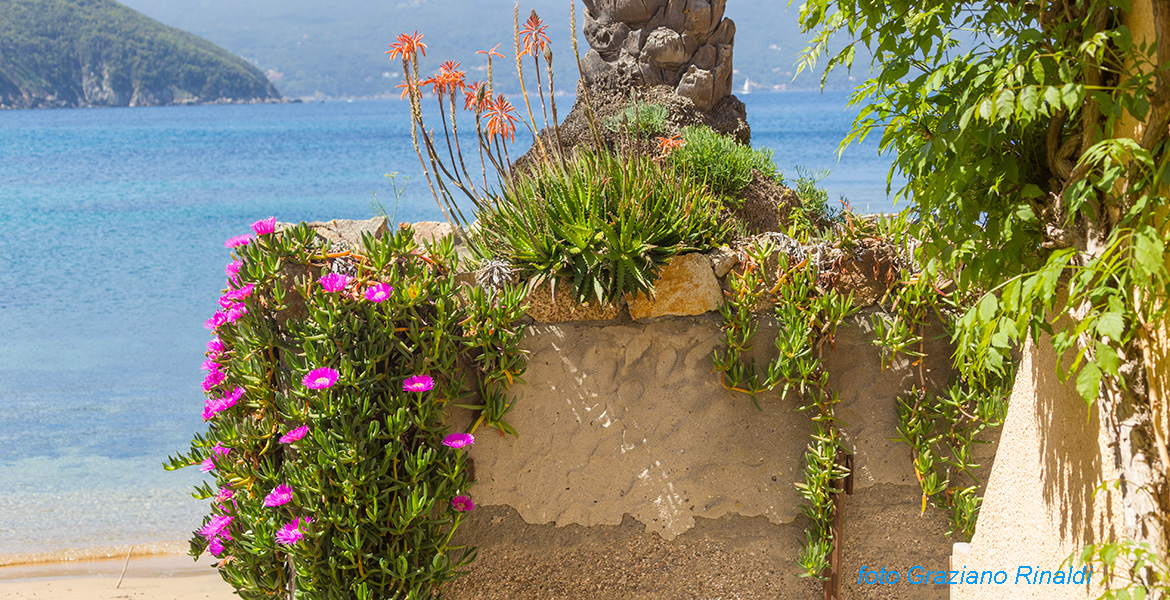 Toskana - Insel Elba - Strand Oven - Blühende an der Basis der Palme am Eingang des Strandes