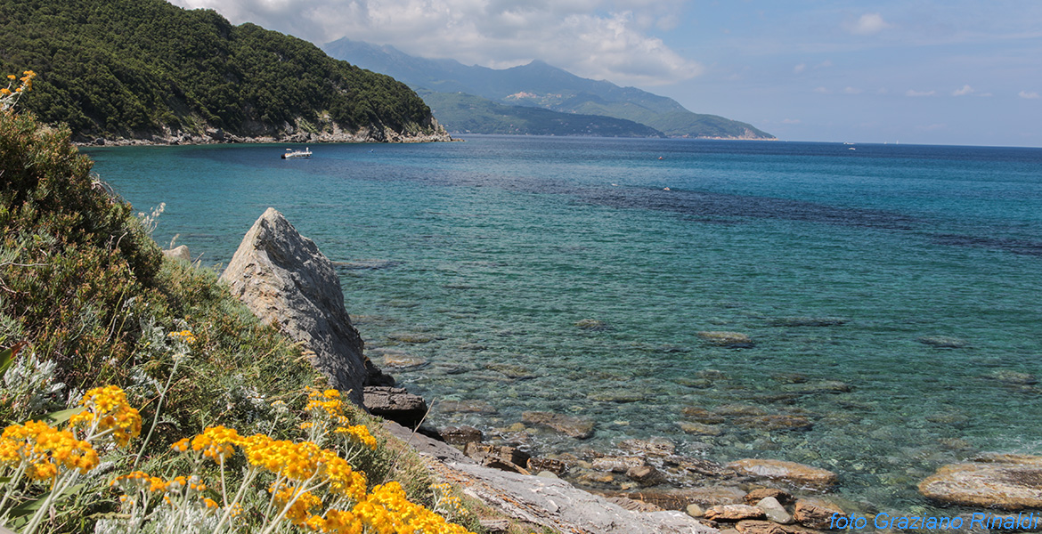 Insel Elba, Meer, Viticcio, Punta Penisola