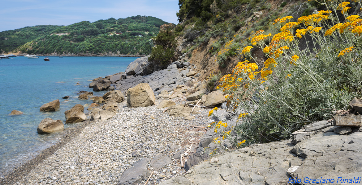 Insel Elba, Strand, Kiese, Blumen