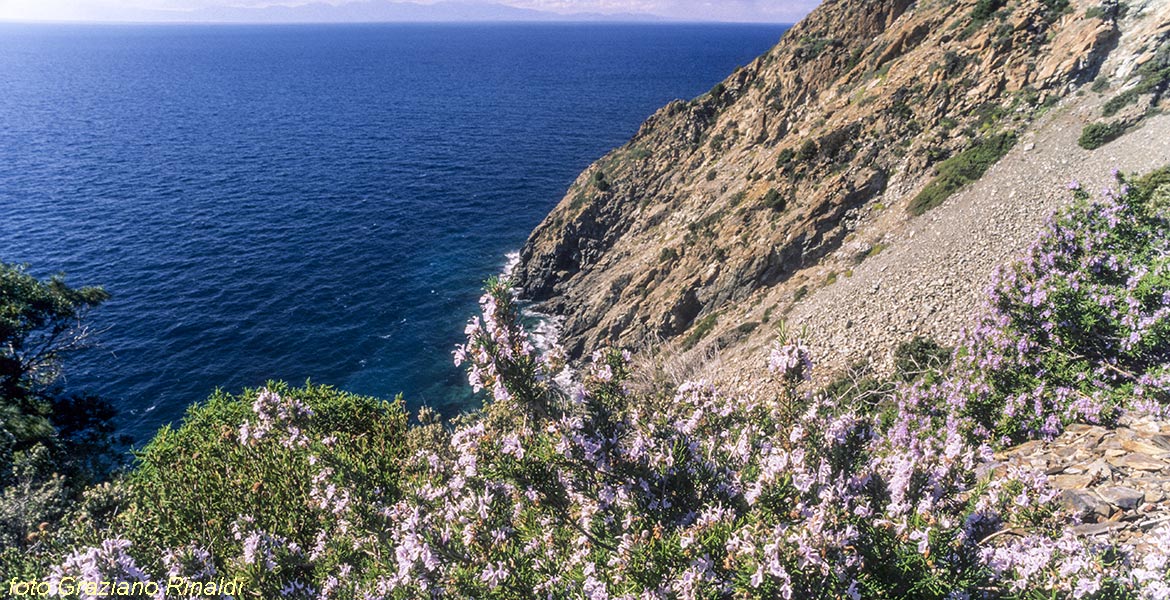 Insel Elba, Italien, Toskana, Flora