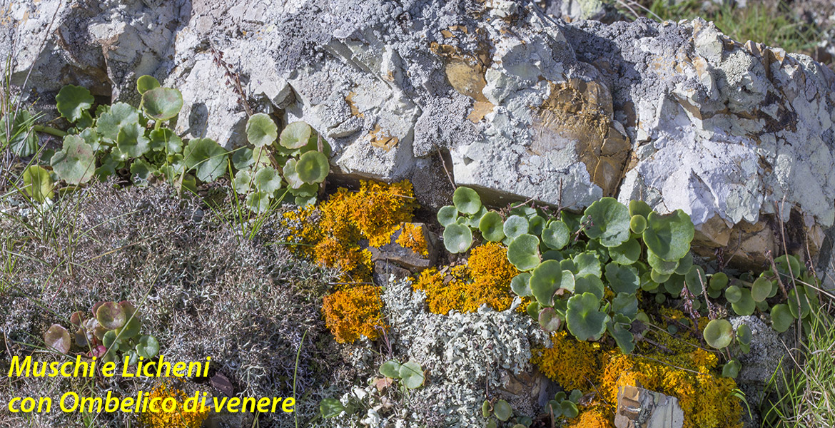 Insel Elba, Natur, trekking, Fruehling