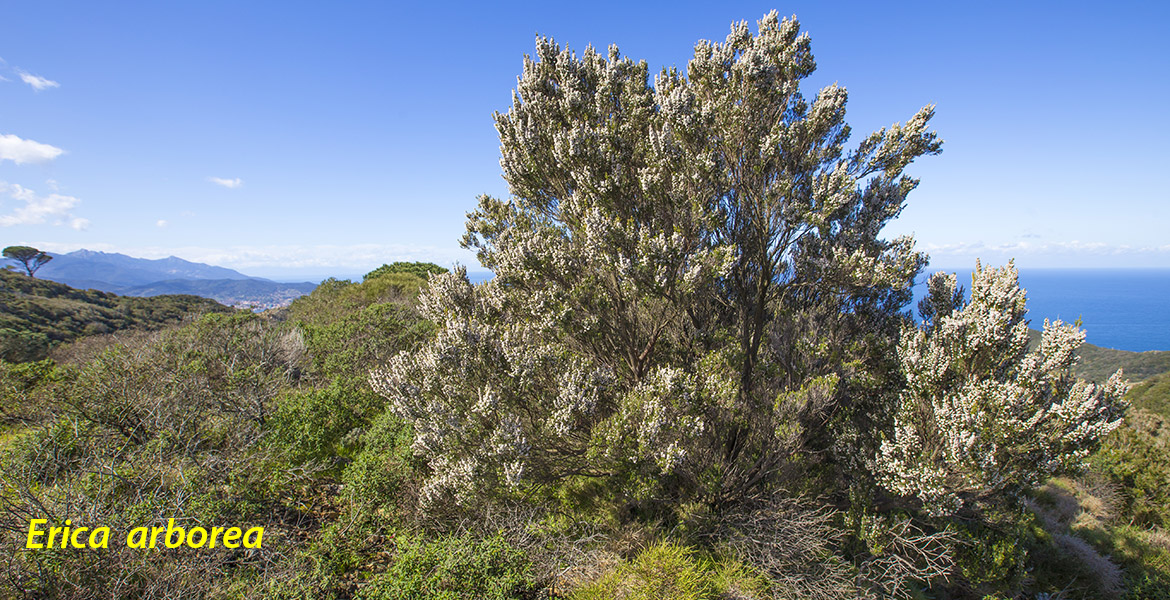 Insel Elba, Natur, trekking, Fruehling