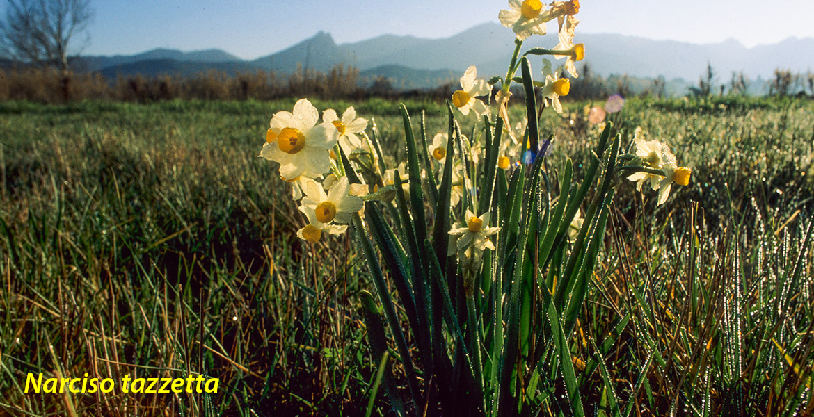 Insel Elba, Natur, trekking, Fruehling