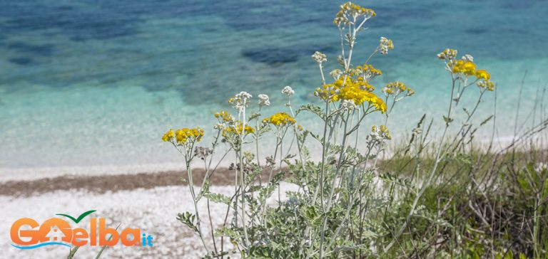 Foto von:  Apologie an den Frühling …auf der Insel